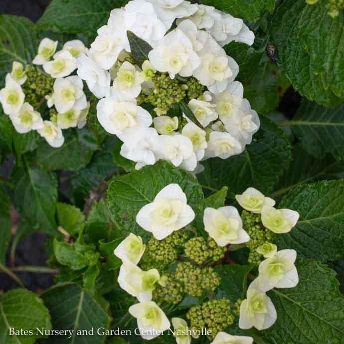 #2 Hydrangea mac Double Delights &#39;Wedding Gown&#39;/ Compact White Bigleaf Lacecap Rebloom