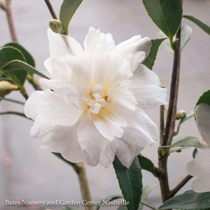#3 Camellia x Snow Flurry/ White - No Warranty