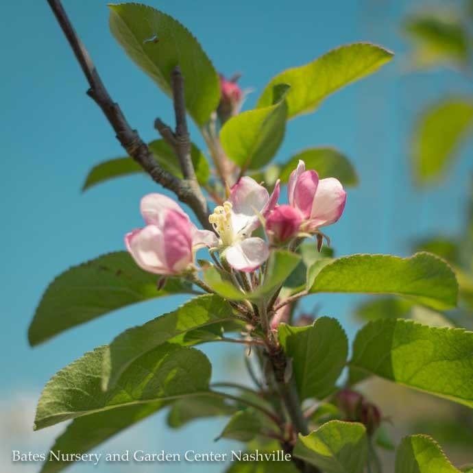 Edible #5 Malus dom Red Delicious/ Semi-dwarf Midseason Apple