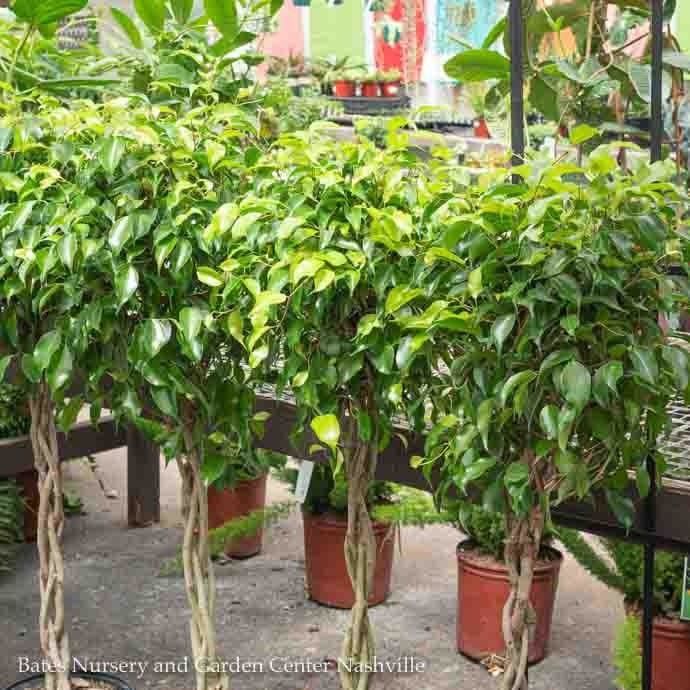 10p! Ficus Benjamina Braid /Tropical