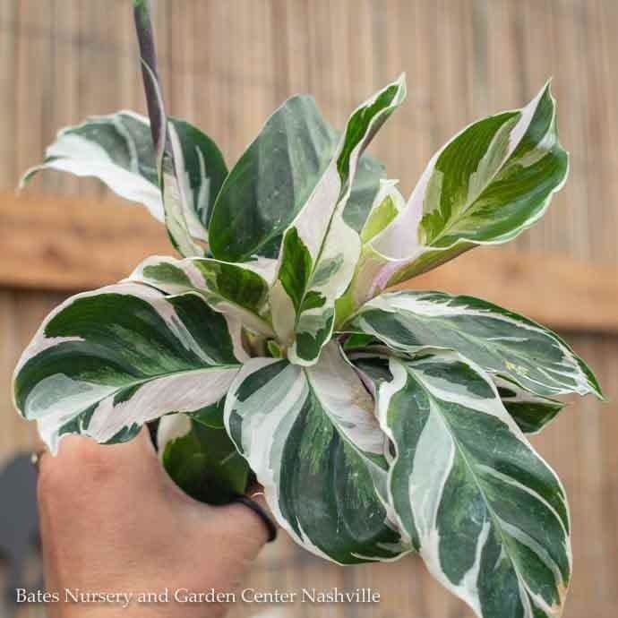 4p! Calathea White Fusion /Tropical