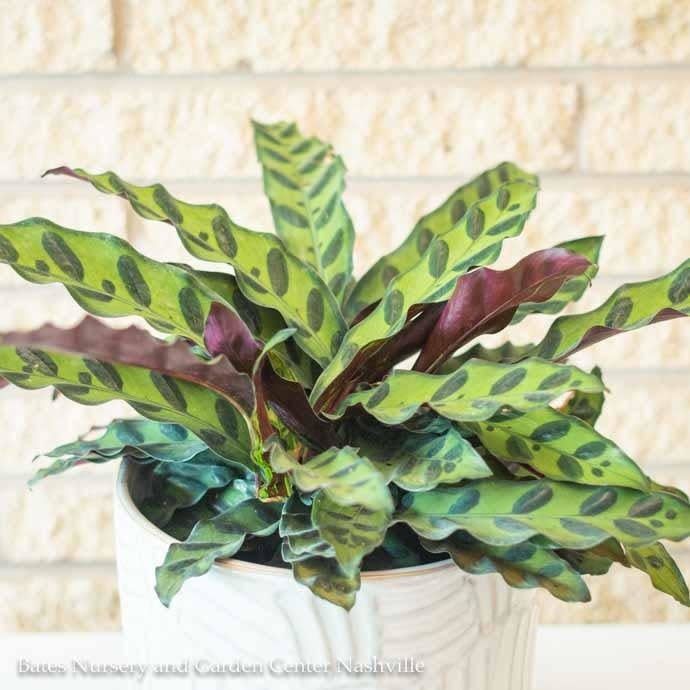 6p! Calathea Lancifolia /Tropical