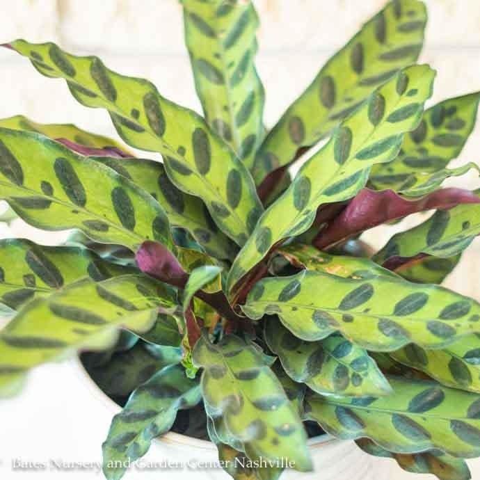 6p! Calathea Lancifolia /Tropical