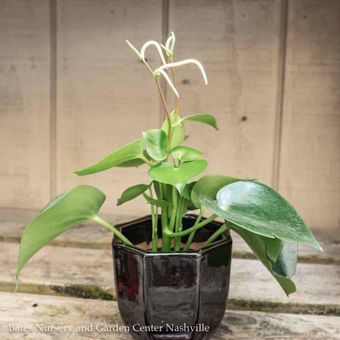 4p! Peperomia polybotra Raindrop  /Tropical