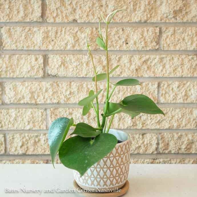 4p! Peperomia polybotra Raindrop  /Tropical