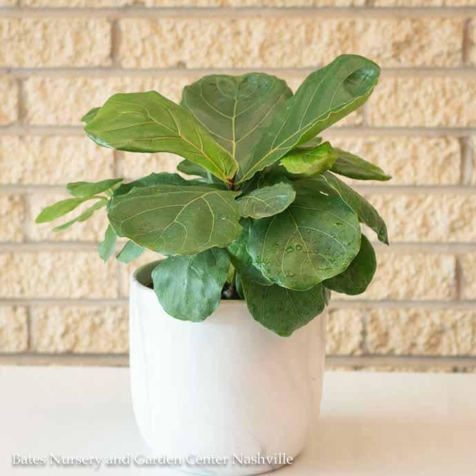 6p! Ficus Lyrata Bush / FiddleLeaf Fig /Tropical - No Warranty