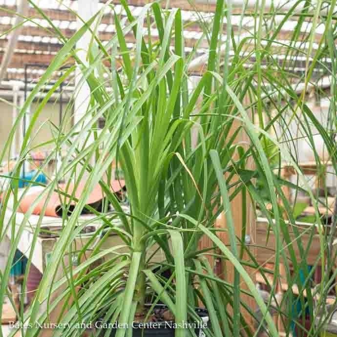 10p! Palm Beaucarnea rec / Ponytail Palm STUMP /Tropical