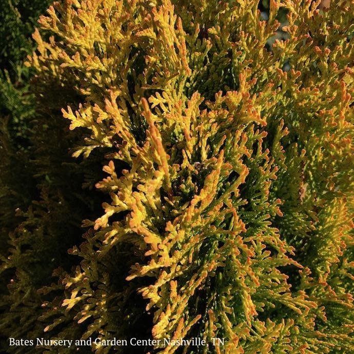 #10 Thuja occ Highlights &#39;Janed Gold&#39;/ Pyramidal Arborvitae