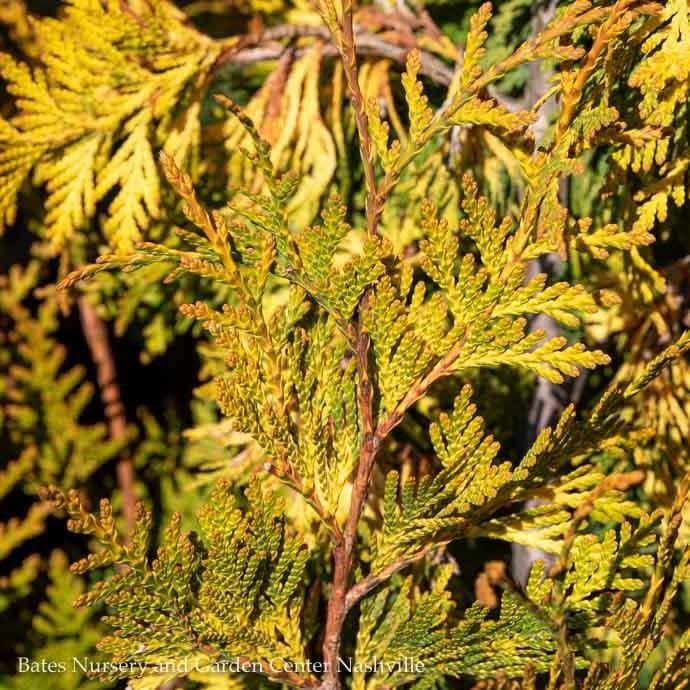 #5 Thuja x Ember Waves/ Pyramidal Arborvitae