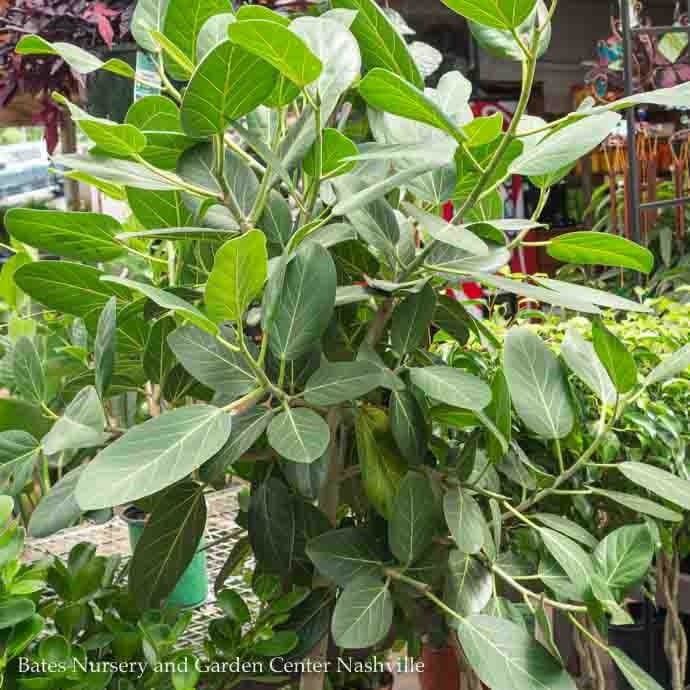 10p! Ficus Audrey STD /Tropical