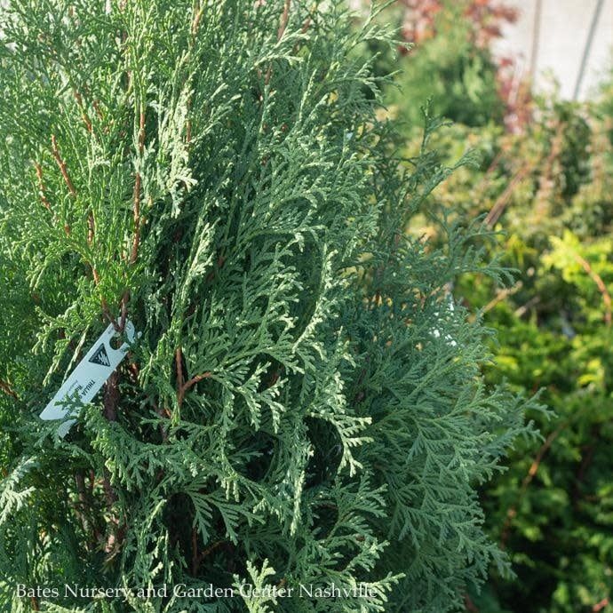 #6 Thuja occ Rushmore/ Columnar Arborvitae