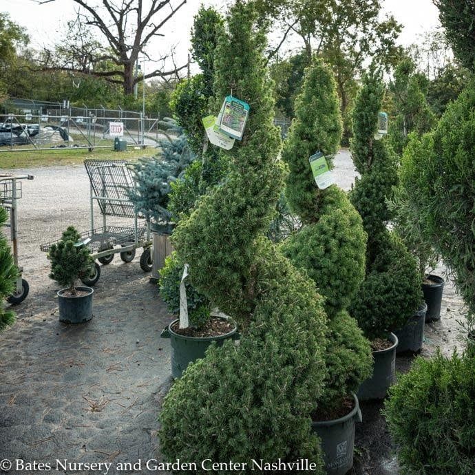 Topiary Spiral #10 Picea glauc Conica/ Dwarf Alberta Spruce - No Warranty