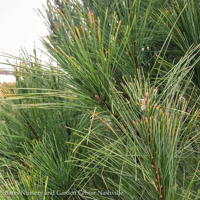 #5 Pinus strobus/ Eastern White Pine Native (TN) - No Warranty