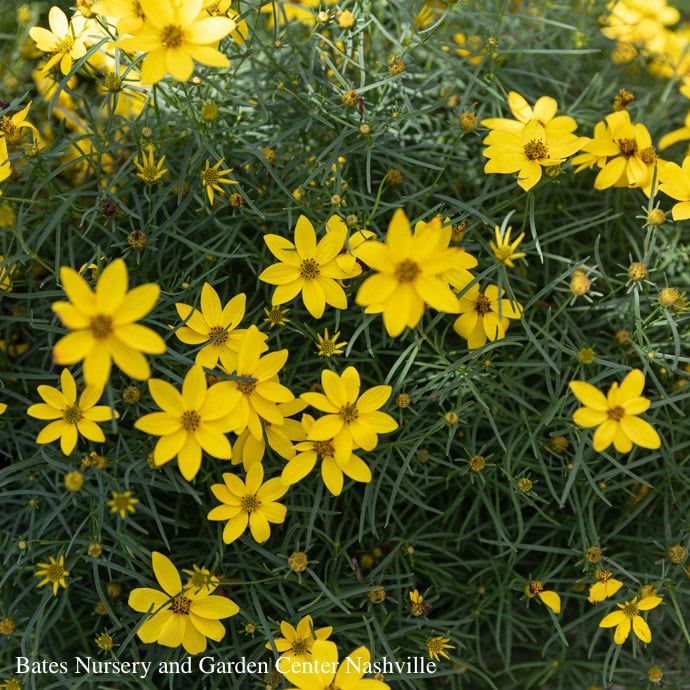 QP Coreopsis vert Zagreb/ Yellow Whorled Tickseed Native (TN)