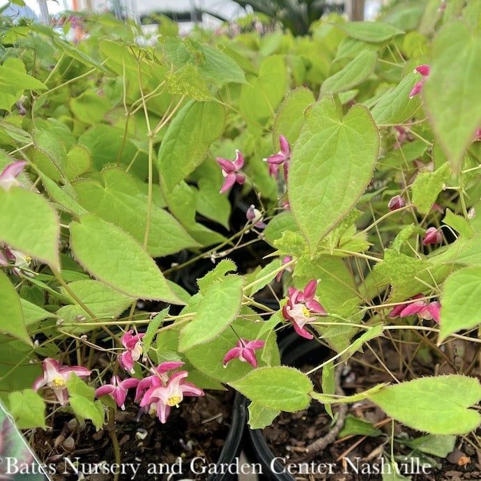 #1 Epimedium x rubrum/ Red Barrenwort, Bishop&#39;s Hat