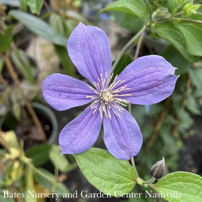 #2 Clematis x Arabella/ Blue-violet