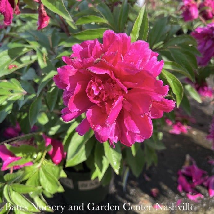 #2 Paeonia x Karl Rosenfeld/ Double Red Peony