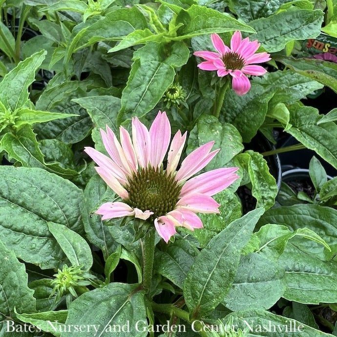 QP Echinacea pur PowWow Wild Berry/ Coneflower Native (TN)