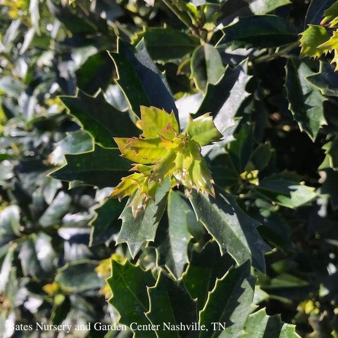 #5 Ilex x SL Oakland/ Red Holly (self-fertile)