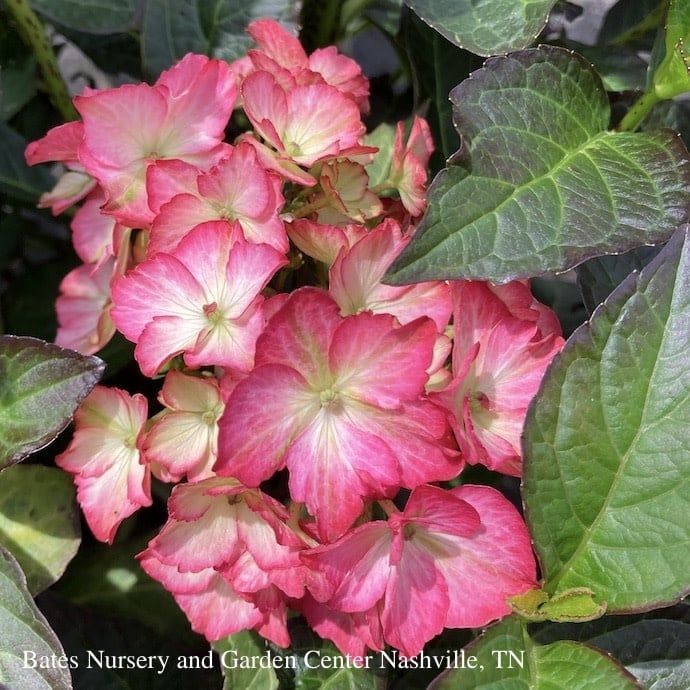 #2 Hydrangea mac Seaside Serenade &#39;Hamptons&#39;/ Bigleaf/ Pink Mophead