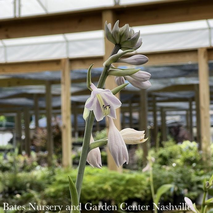 #1 Hosta Halcyon/ Blue-green