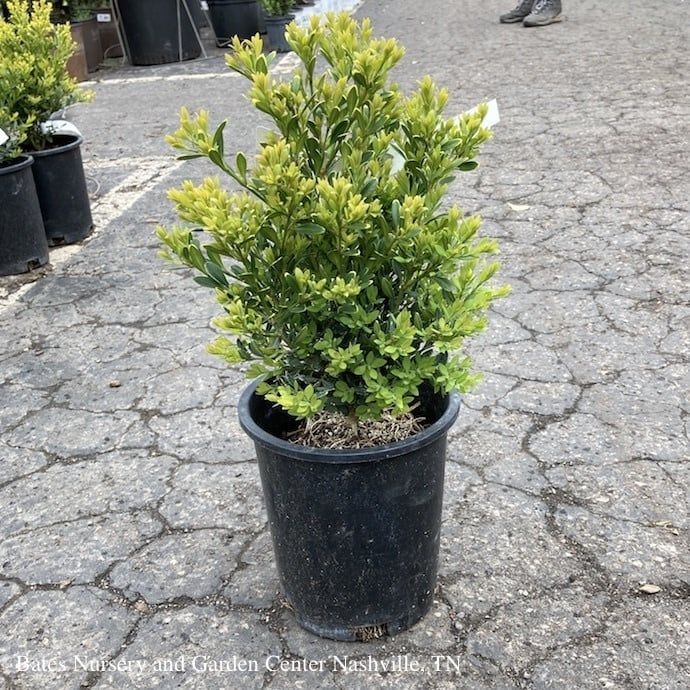 #1 Buxus micro var japonica Winter Gem/ Boxwood