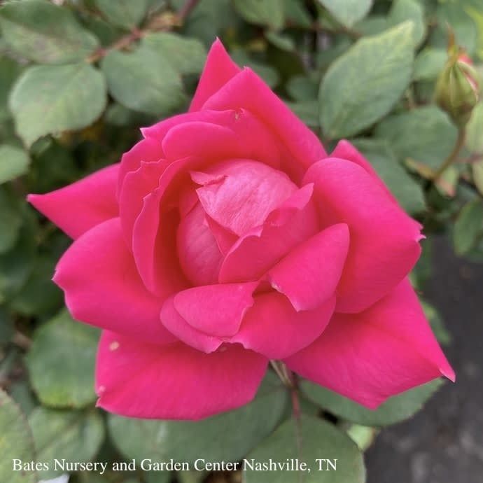 #1 Rosa Pink DOUBLE Knock Out/ Shrub Rose - No Warranty