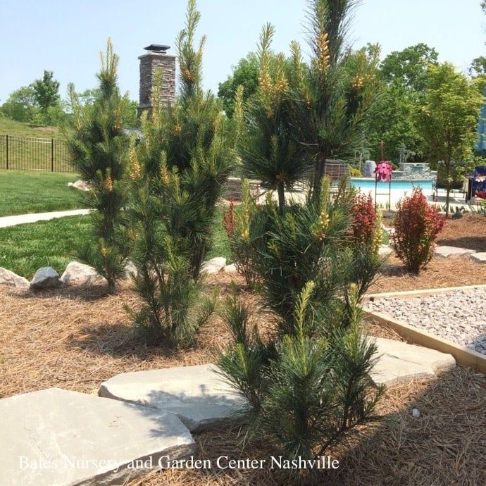 #15 Pinus strob Stowe Pillar/ Columnar Pine Native (TN)