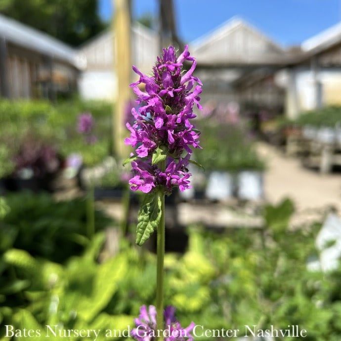 #1 Stachys officinalis (monnieri) Hummelo/ Betony