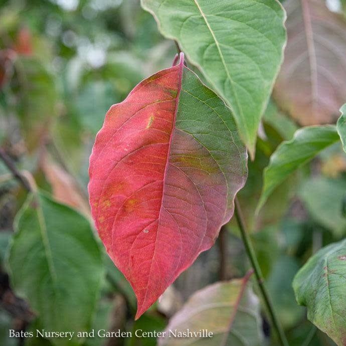 #5 Cornus florida Cherokee Princess/ White Flowering Dogwood Native (TN)