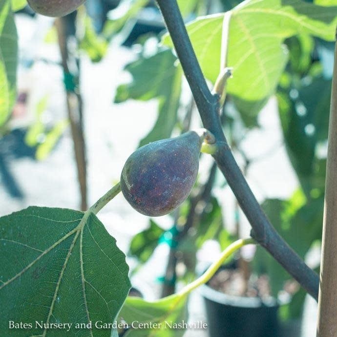 Edible #2 Ficus carica Violette de Bordeaux/ Fig - No Warranty