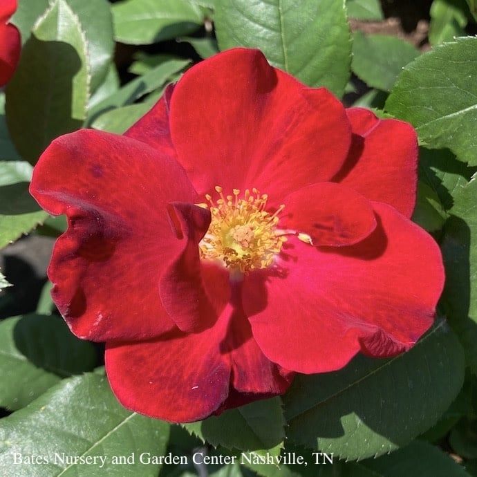 #3 Rosa Top Gun/ Red Shrub Rose - No Warranty