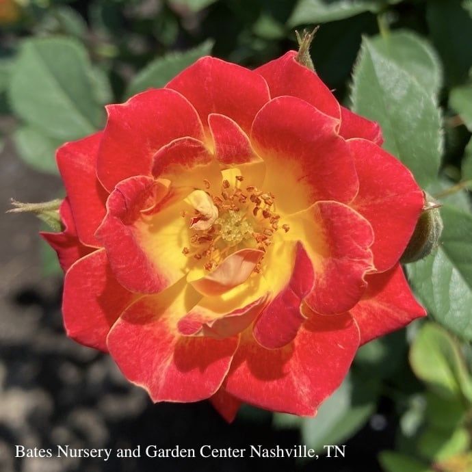 #2 Rosa Tiddly Winks/ Pink and Yellow Miniature Rose - No Warranty