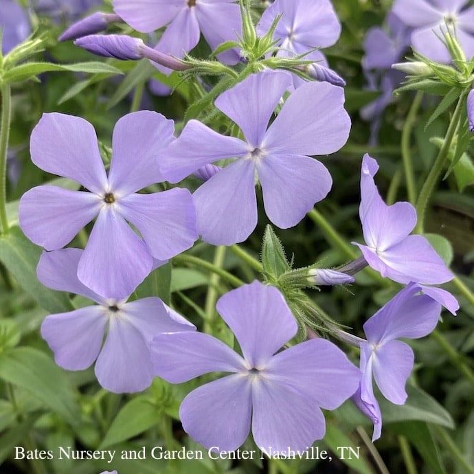 #1 Phlox div Blue Moon/ Woodland Native (TN)