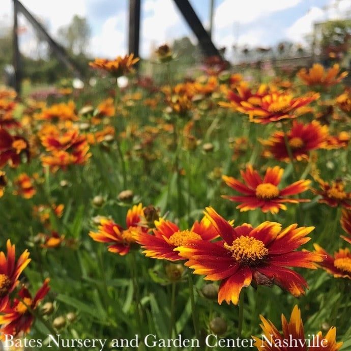 #1 Coreopsis x PW Li&#39;l Bang &#39;Daybreak&#39;/ Compact Orange and Red Tickseed
