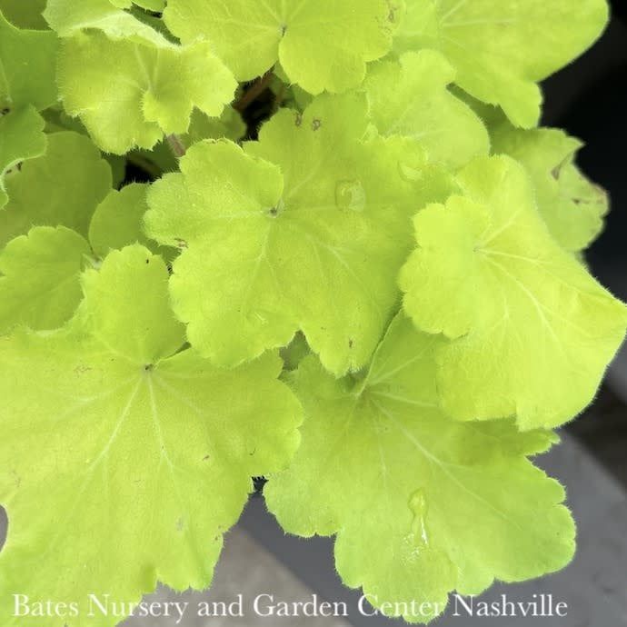 #1 Heuchera x Citronelle/ Coral Bells