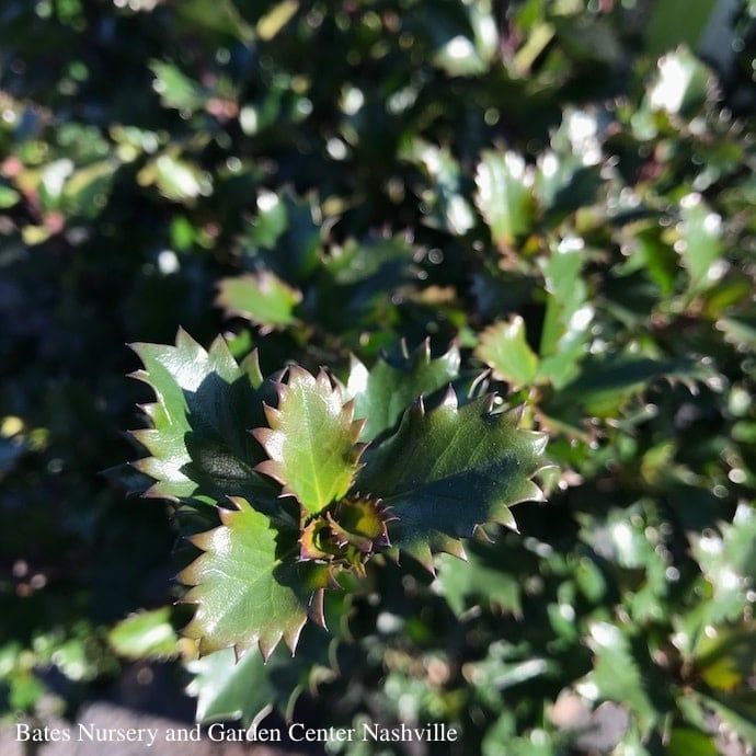 #3 Ilex x meserveae Emerald Magic/ Holly (male)