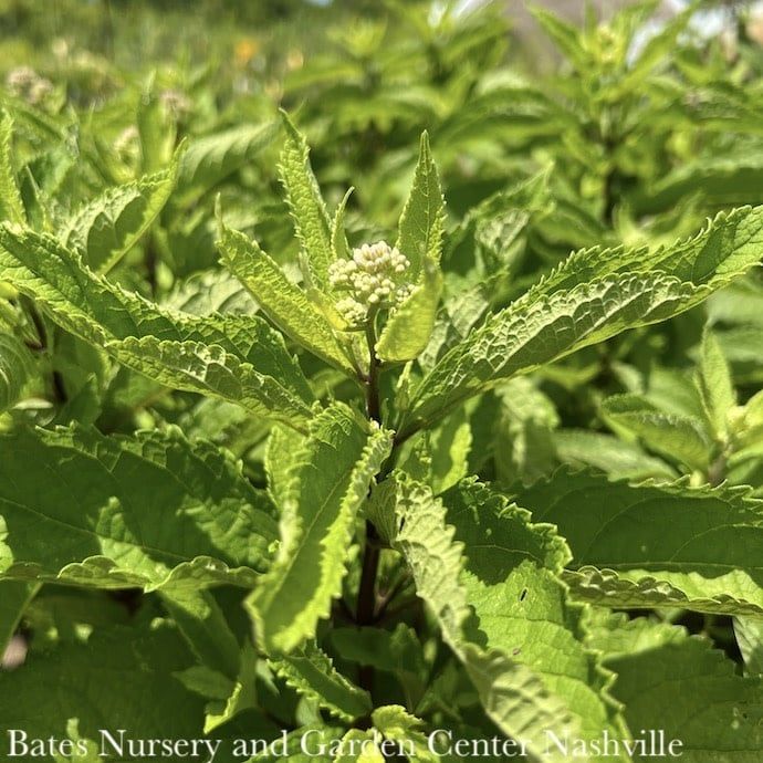 #1 Eutrochium (Eupatorium) dubium AB Little Joe/ Joe Pye Weed Native (R)