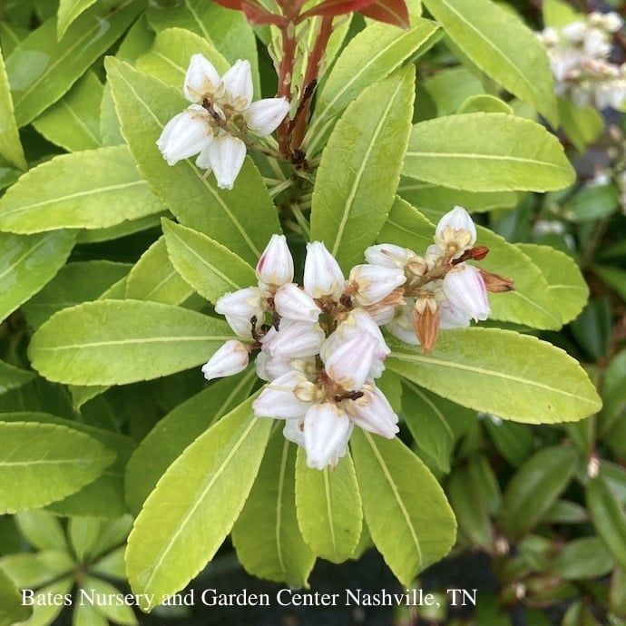 #2 Pieris japonica Enchanted Forest &#39;River Run&#39;/ White