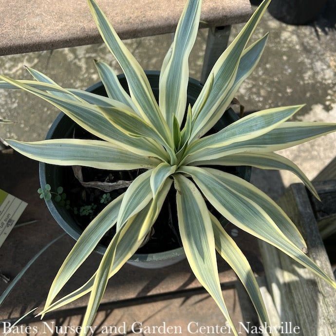 #5 Yucca glor var rec Bright Star/ Variegated Native (R)