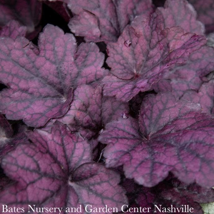 #1 Heuchera x Lava Lamp/ Coral Bells