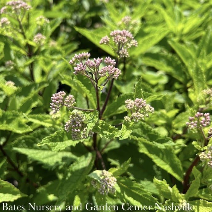 #1 Eutrochium (Eupatorium) x Phantom/ Joe Pye Weed Native (TN)