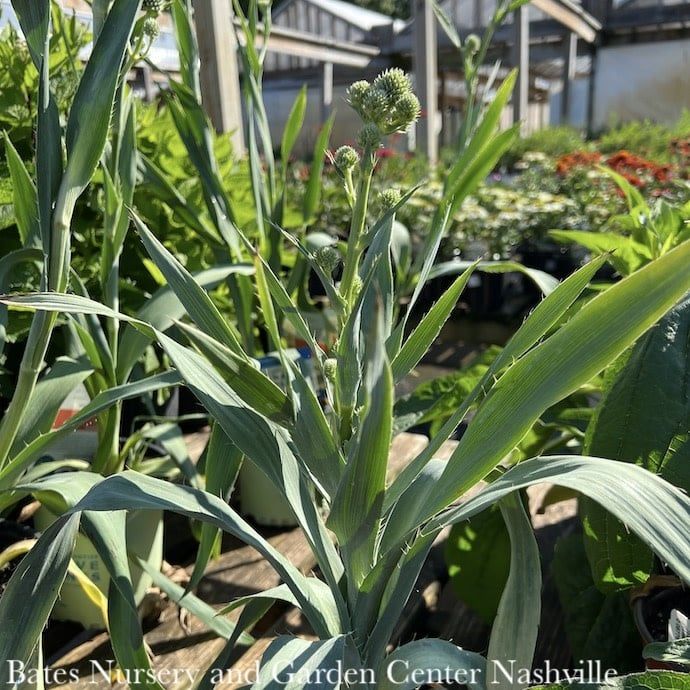 #1 Eryngium yuccifolium AB/ Rattlesnake Master Native (TN)