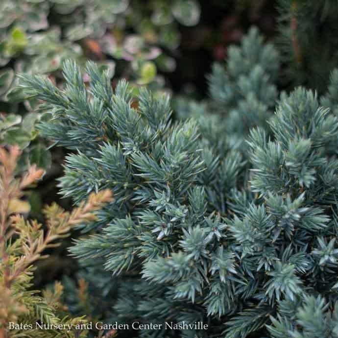 #1 Juniperus squam Blue Star/ Mounding Juniper