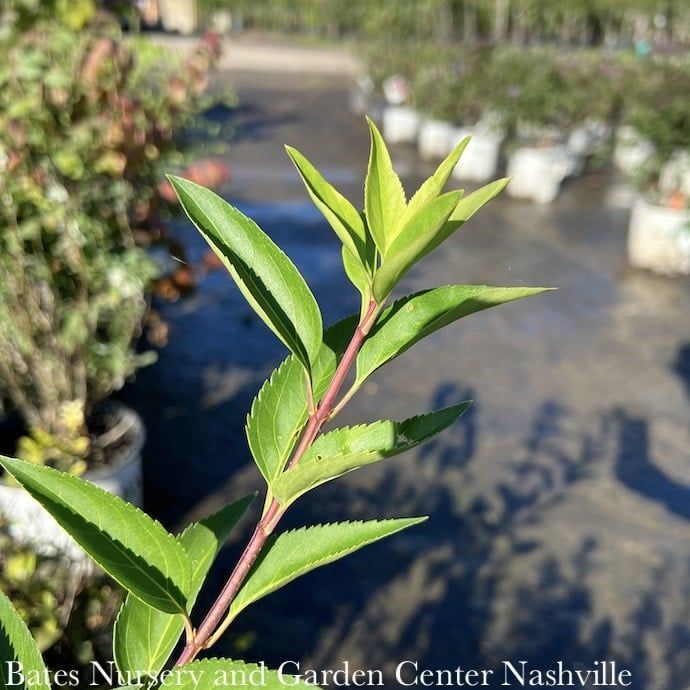 #3 Forsythia x intermedia Lynwood Gold