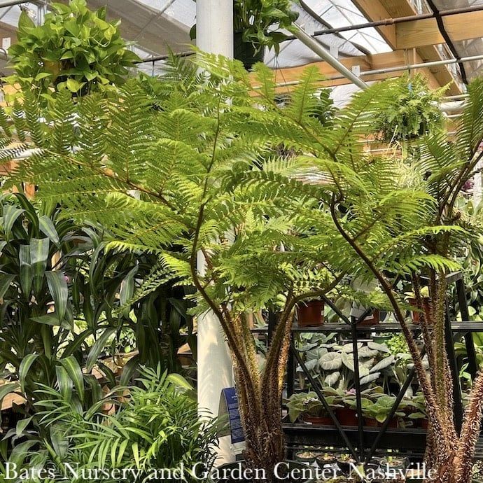 Tropical #5 Alsophila australis/ Australian Tree Fern - No Warranty