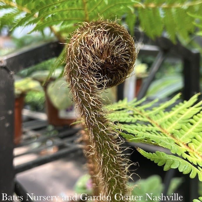 Tropical #5 Alsophila australis/ Australian Tree Fern - No Warranty