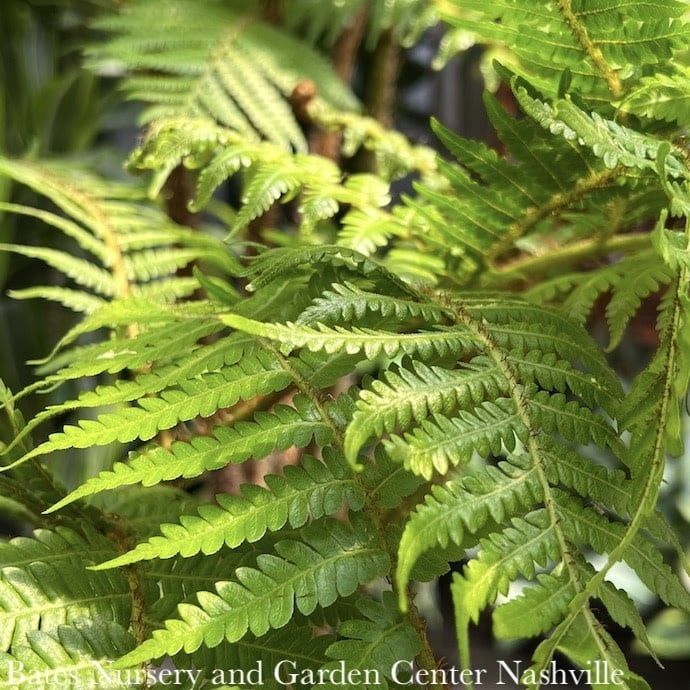 Tropical #5 Alsophila australis/ Australian Tree Fern - No Warranty