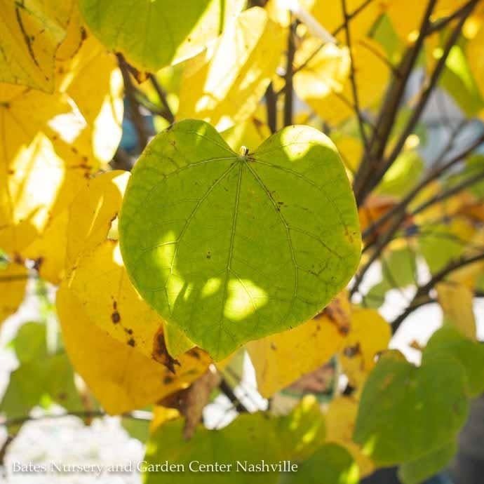 #7 SINGLE Cercis canadensis/ Eastern Redbud Native (TN)