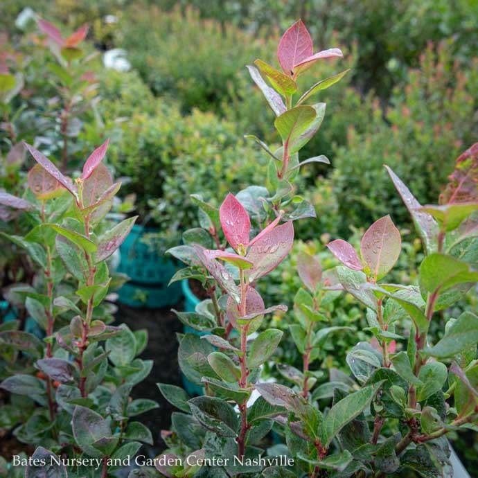 Edible #2 Vaccinium cory Bushel and Berry &#39;Peach Sorbet&#39;/ Dwarf Highbush Blueberry Native (TN)